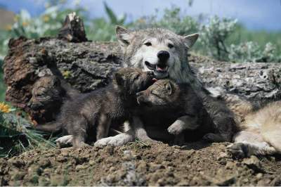 母狼教我 一生受用不盡的經(jīng)驗圖片